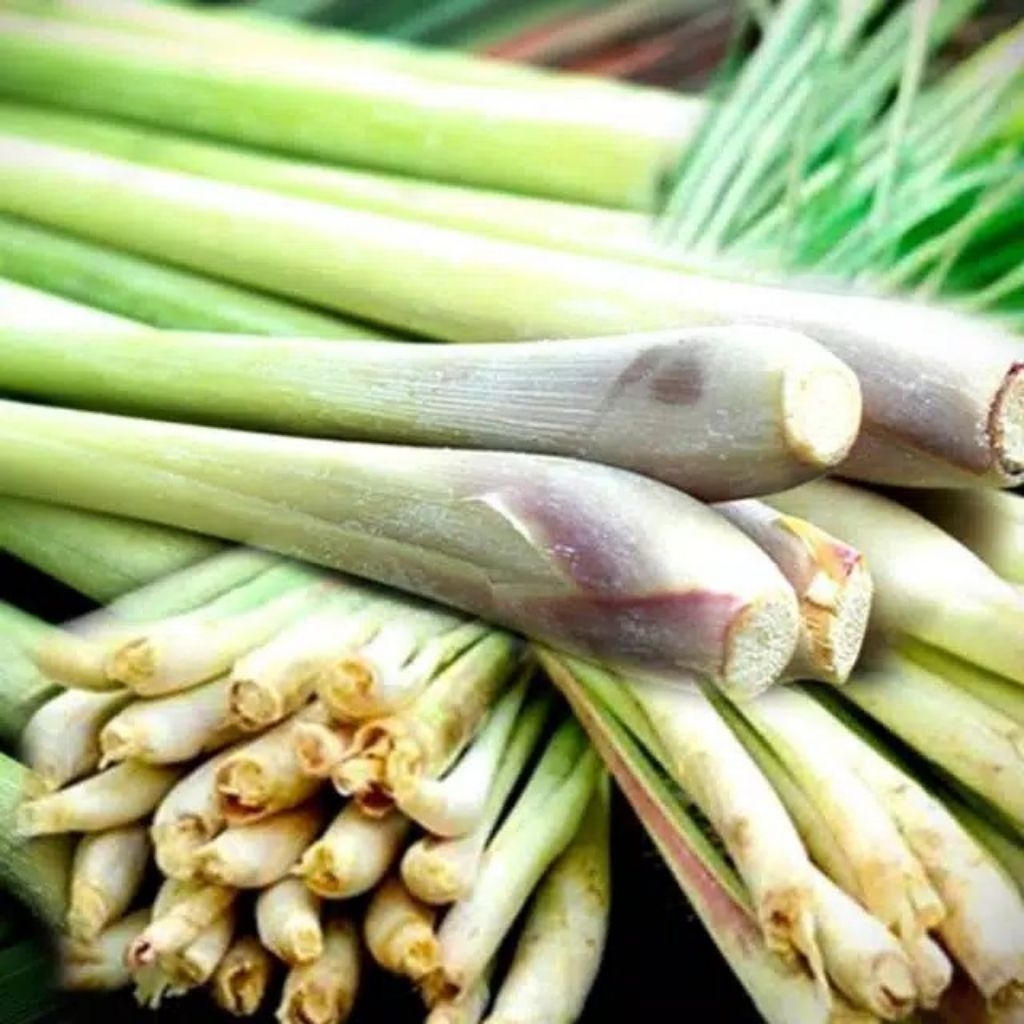 

Sereh Sayur Segar 1 kg - Sereh Segar Fresh Herbal dan Bumbu masak