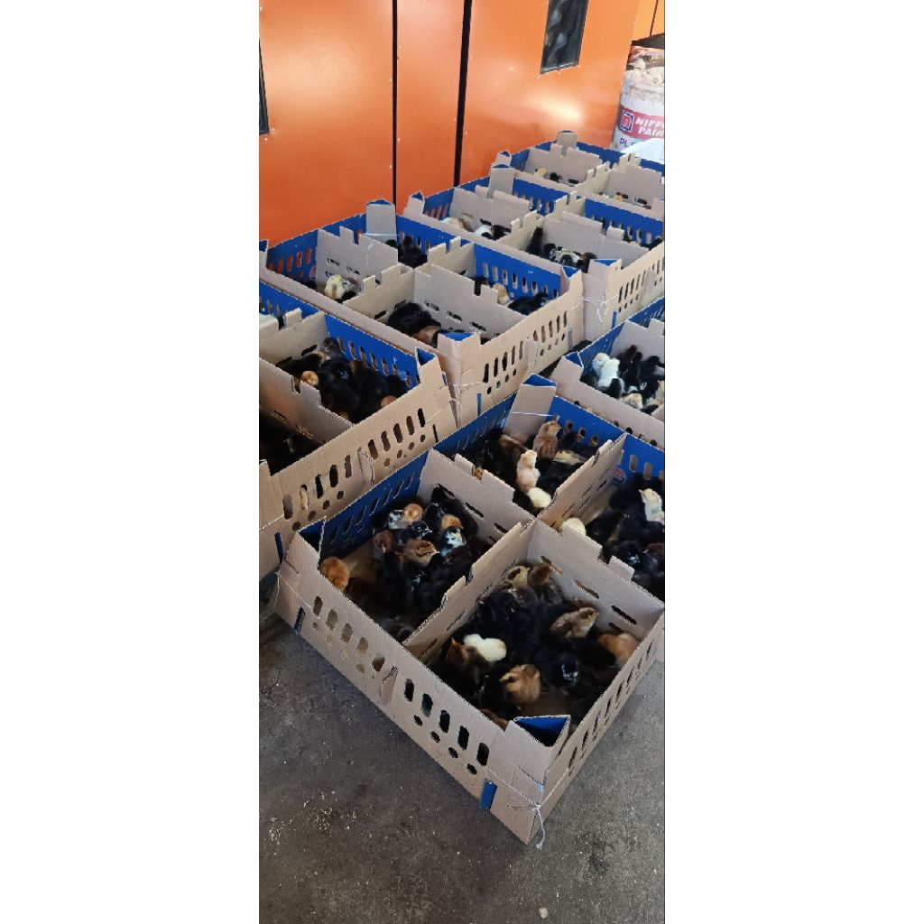 DOC Ayam Kampung Unggul Pedaging Khalbi (10 ekor)