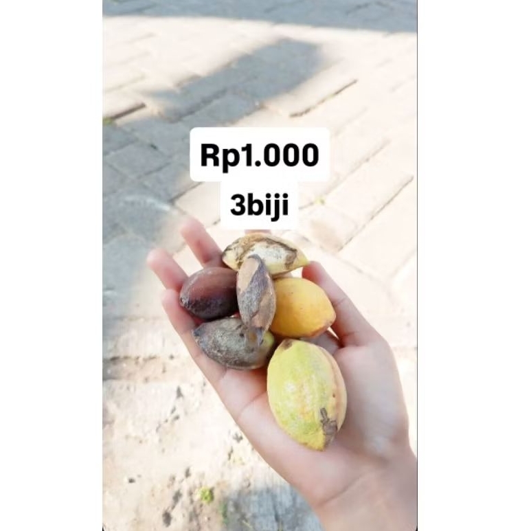 Benih biji ketapang laut