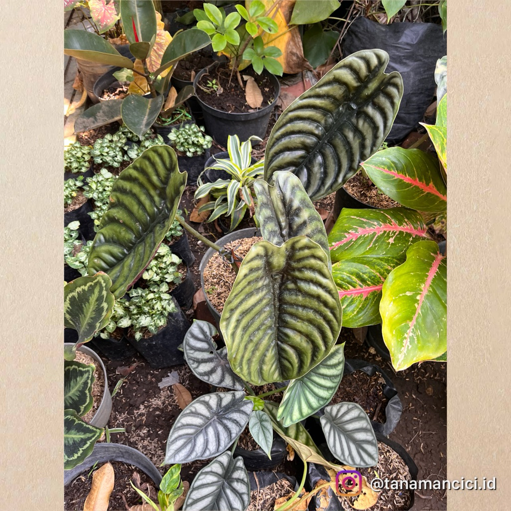 tanaman alocasia cuprea remaja on pot hitam