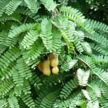 

Daun asam Jawa segar,daun herbal kaya manfaat diambil saat order masuk,per100 gram