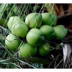 

BUAH DEGAN IJO UTUH GRESIK