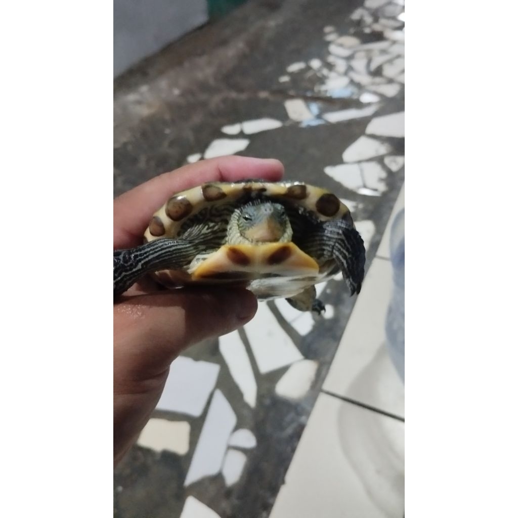 Pelet kura Ocadia sinensis ceper 10-11 cm