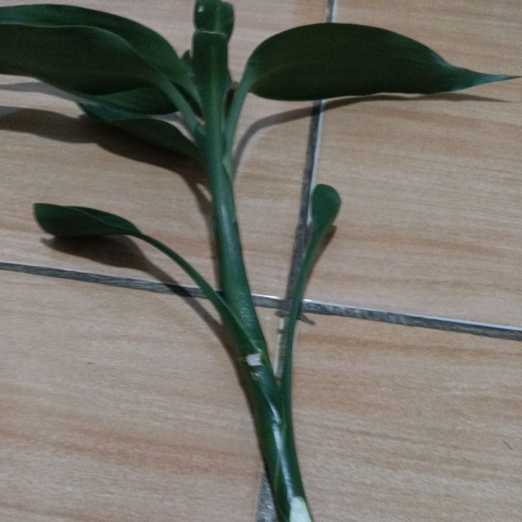 

Daun bambu cina / seri rejeki hijau