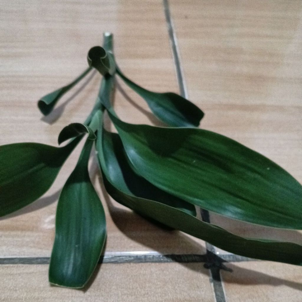 

daun bambu cina / Sri rejeki HIJOU obat herbal tradisional/ obat herbal
