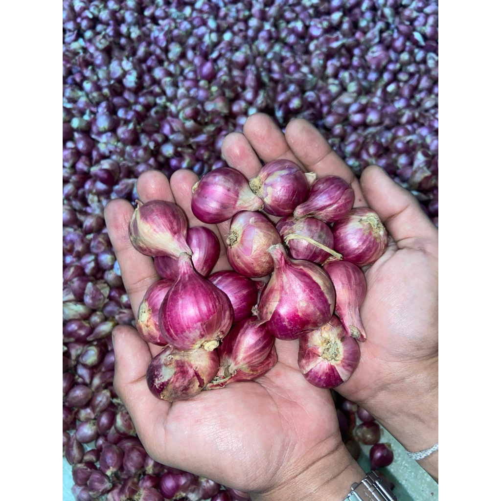 

Bawang merah berkualitas