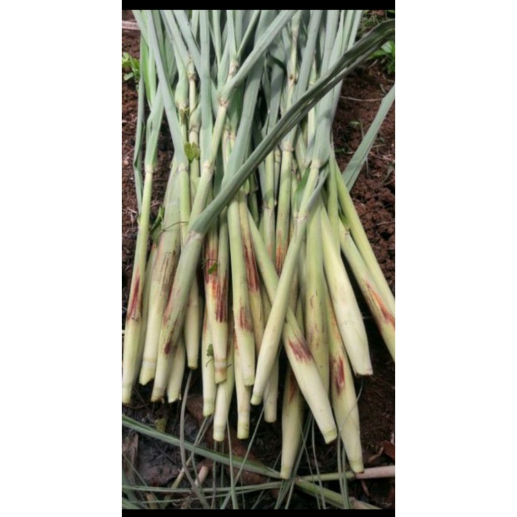 

Terubuk Turubuk Terubus Telor Tebu endong bunga tebu sangat enak dan lezat