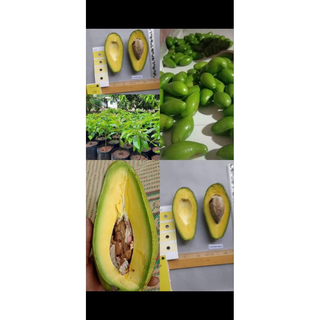 

alpukat mentega siger lampung timur legit pulen kayak kelapa muda lumer