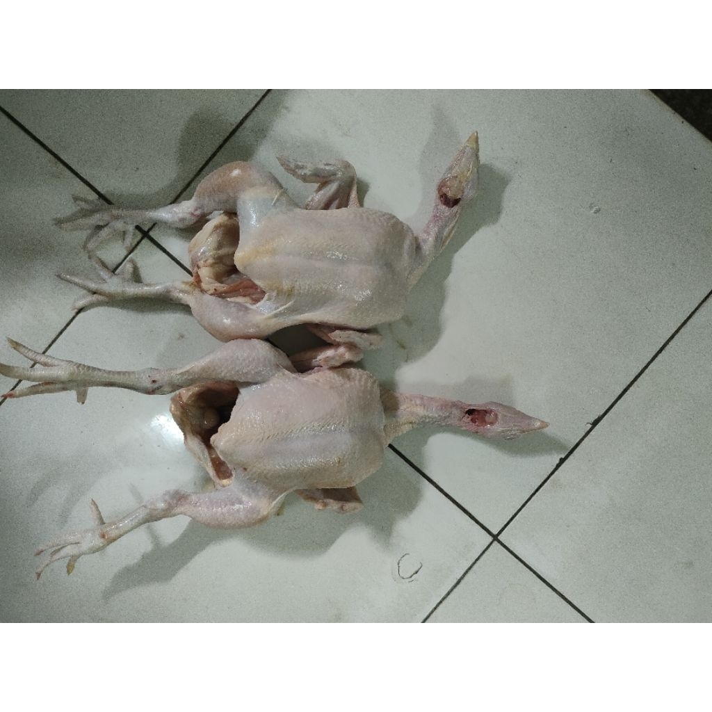 

ayam potong utuh segar lengkap jeroan 1-1,1kg