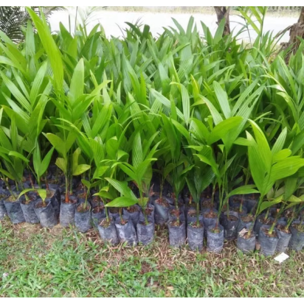 Bibit pinang, bibit pinang betara unggul, bibit pinang unggul, bibit pinang batar unggul