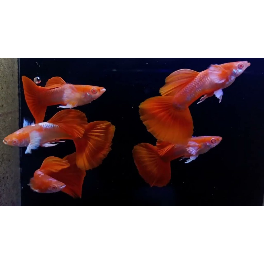 PEMBERSIH KACA GUPPY ALBINO TUXEDO KOI WHITE EAR || GRADE SUPER|| ORI GEN ALBINO WHITE EAR || TERMUR