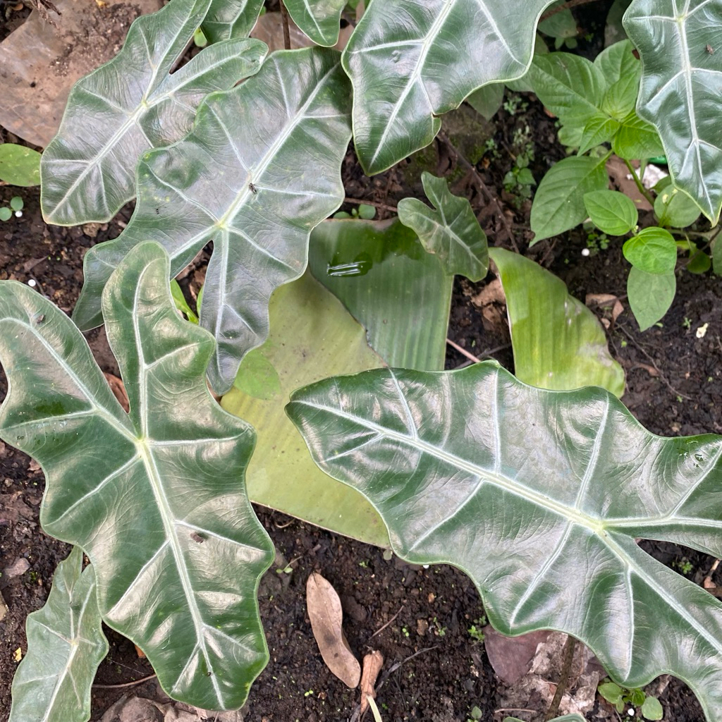 Bibit / Benih Tanaman Hias Alocasia Longiloba (Kuping Gajah Tengkorak)