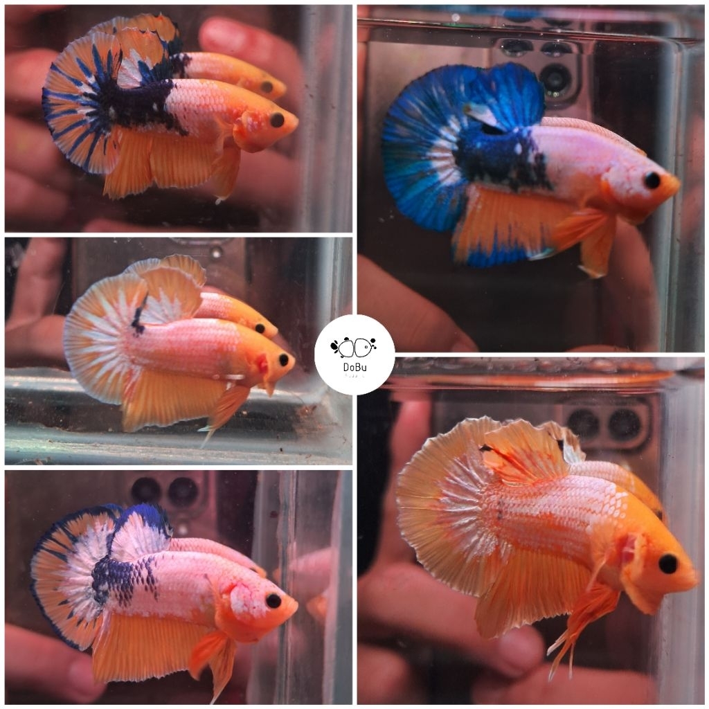 PK YELLOW FANCY / YELLOW FCCP Size M- / M+ (Male)