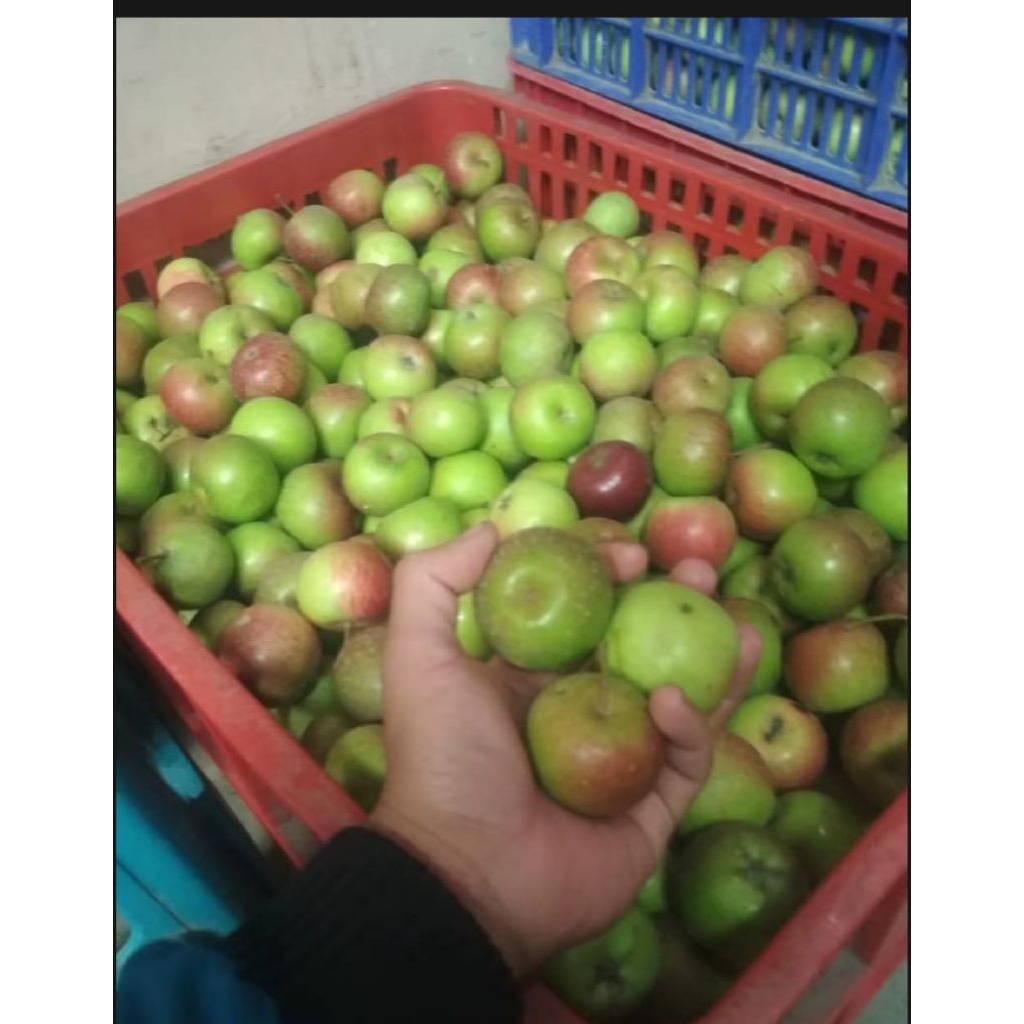 

Apel Batu Malang Mini1 kg fresh asli batu malang