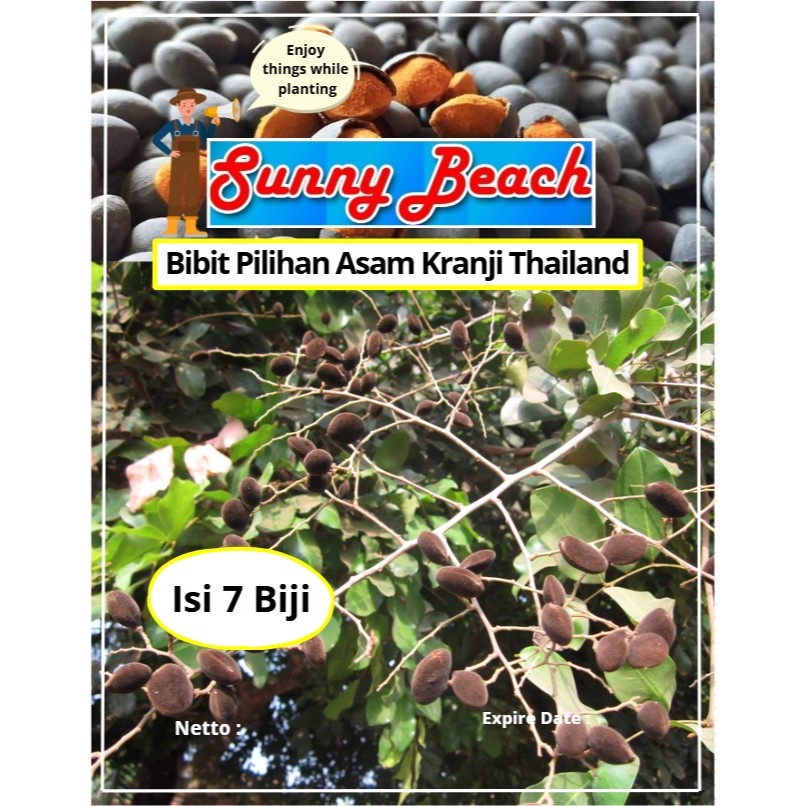 Bibit Pilihan Asam Kranji Thailand | Biji Benih Asam Kranji | Asam Kranji