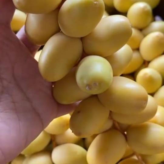 

Kurma Muda Barhi Kuning Segar Untuk Program Hamil