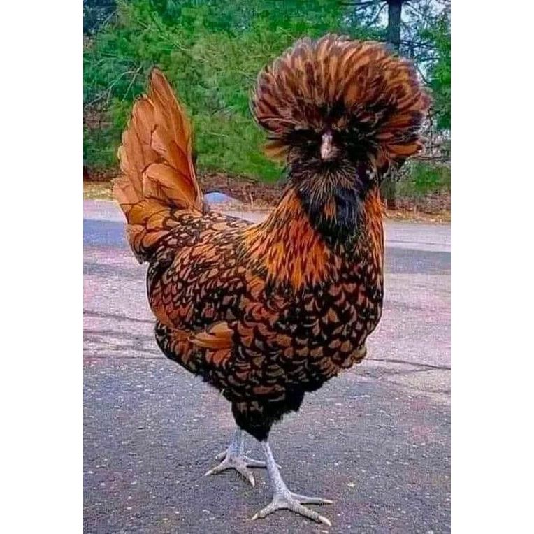 Telur ayam poland / telur ayam hias / telur fertil siap kirim