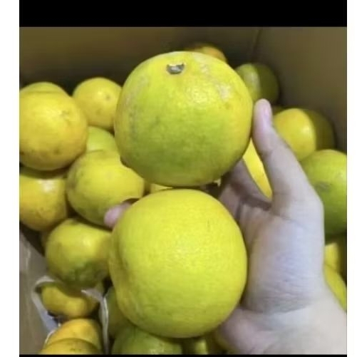 

buah jeruk baby Java super bagus untuk baby 1kg