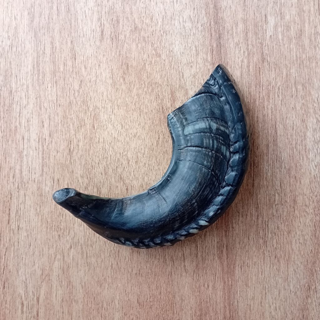 shofar 13,5 inch sangkakala tanduk domba