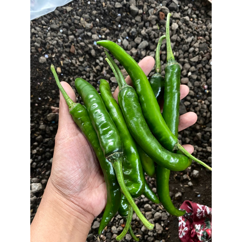 

cabe ijo besar seger