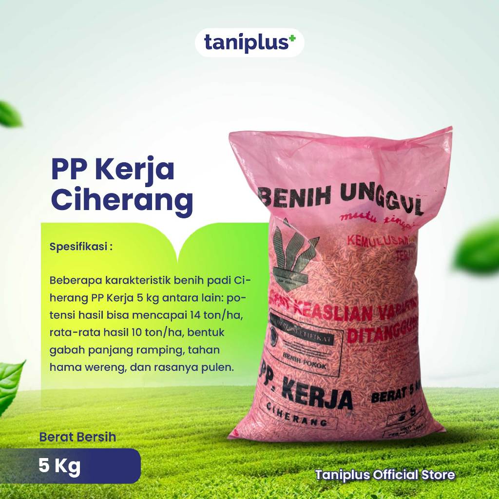 PP Kerja Ciherang 5 Kg - Benih Padi