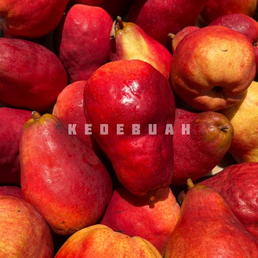 

Pear Red Angel Australia 1 Kg