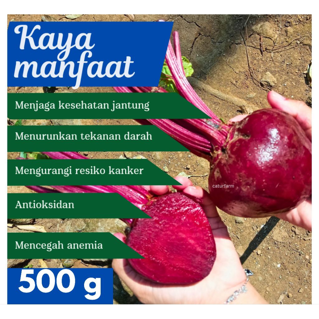 

Buah Bit / Beet root 1kg spek ekspor