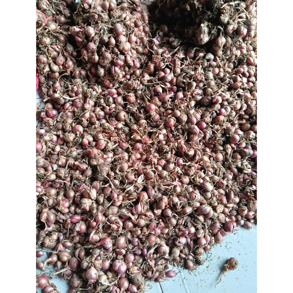 

Bawang Merah kupas bersih 1kg