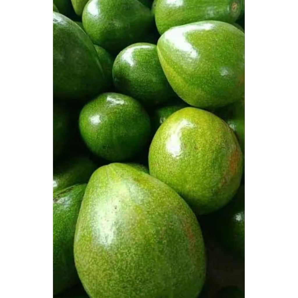 

Alpukat mentega segar siap kirim 1kg mentah