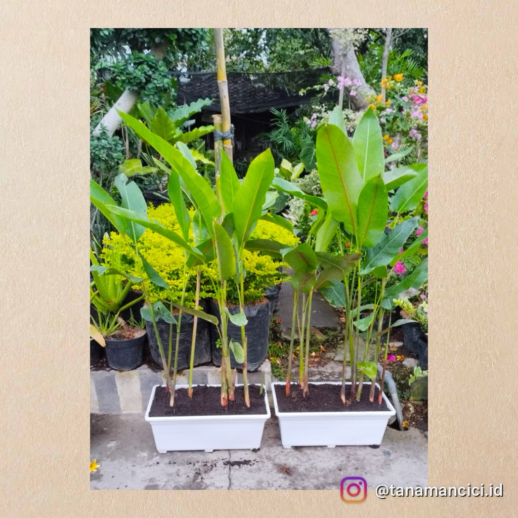 tanaman pisang Bali tinggi 1meter rimbun real pict
