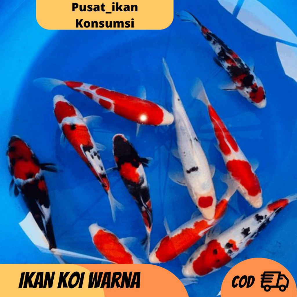 Ikan Koi Blitar Cantik size 25 - 30 Cm jumbo MIX