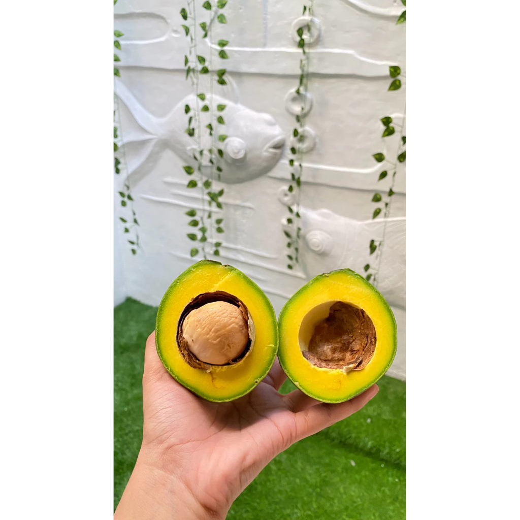 

Buah Alpukat Mentega - 1kg Bergaransi - Alpukat Kuning - Alpukat Manis