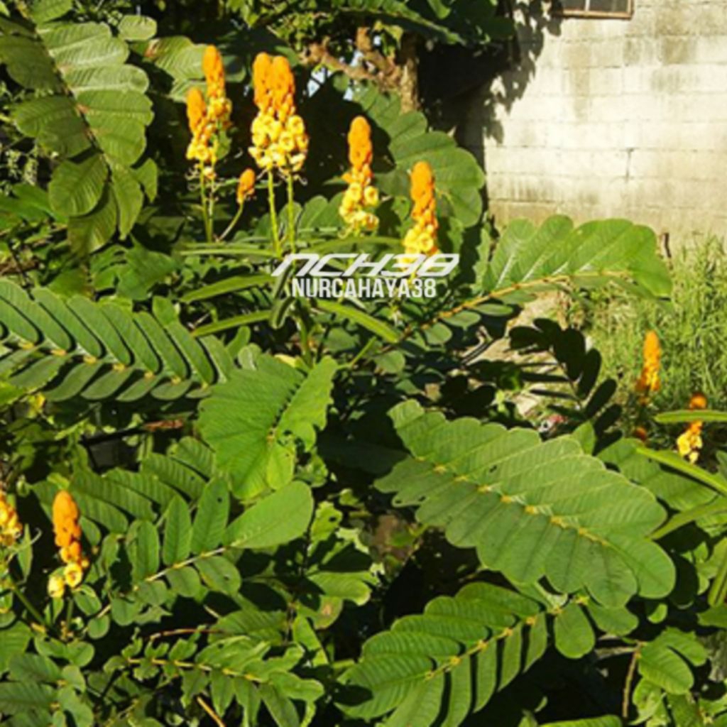 

Daun kimanila segar | daun ketepeng segar dan fresh 100 gram