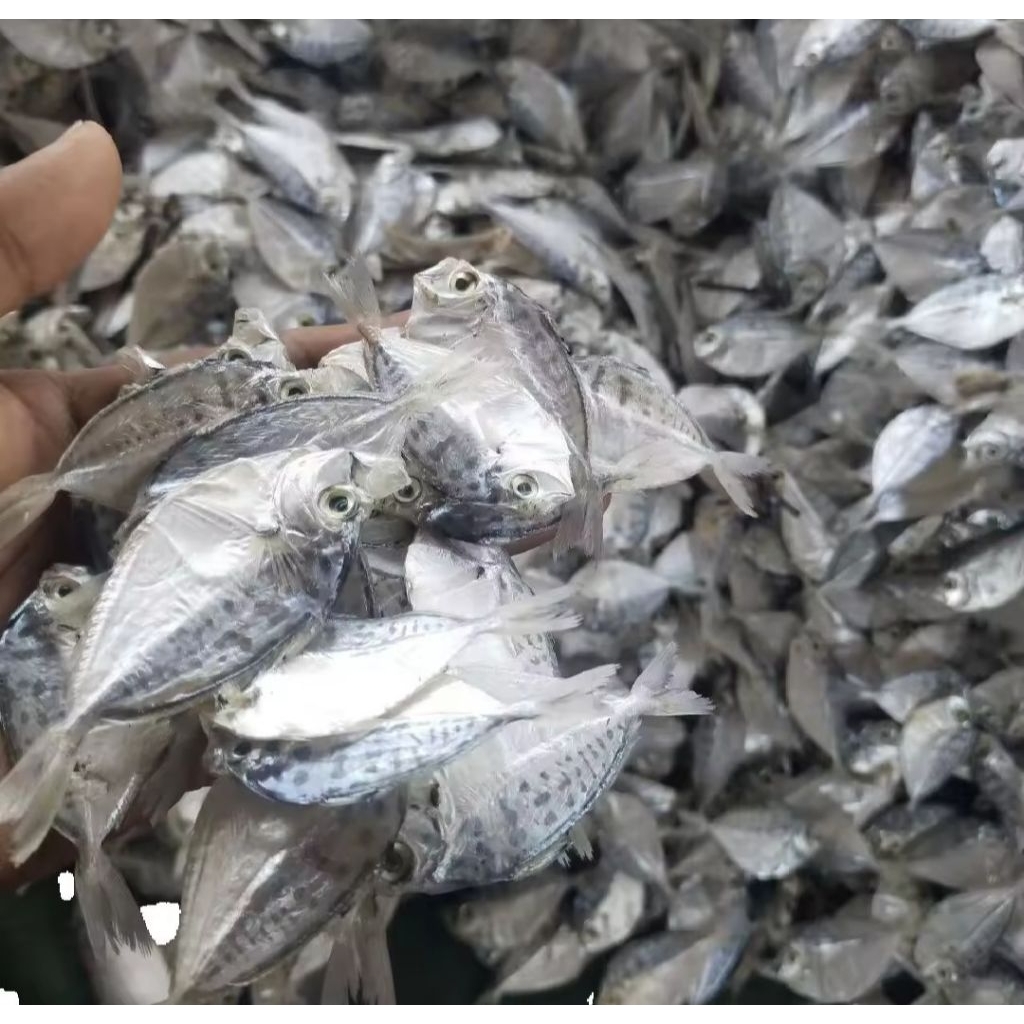 

ikan asin petek cue kering murah