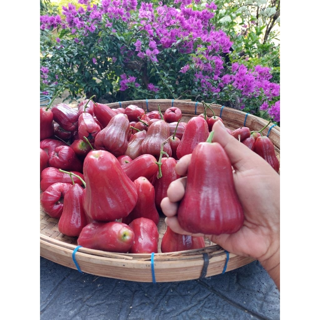 

jambu air tong sam sie