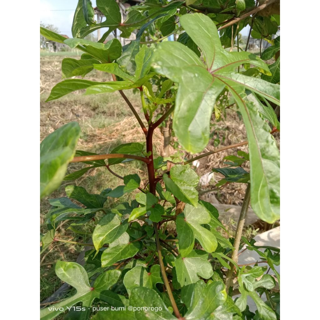 bibit telo  papua pakan ternak