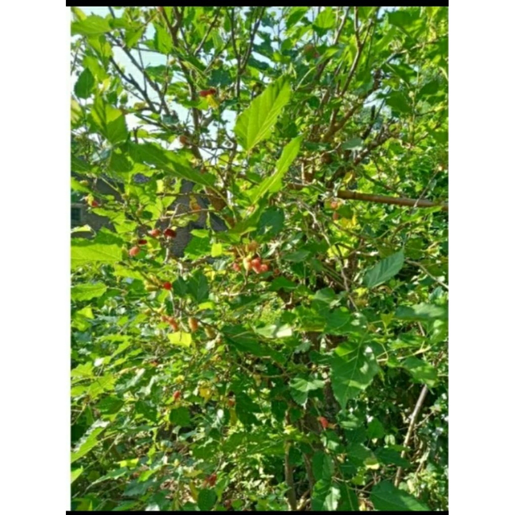 

daun murbei segar petik langsung