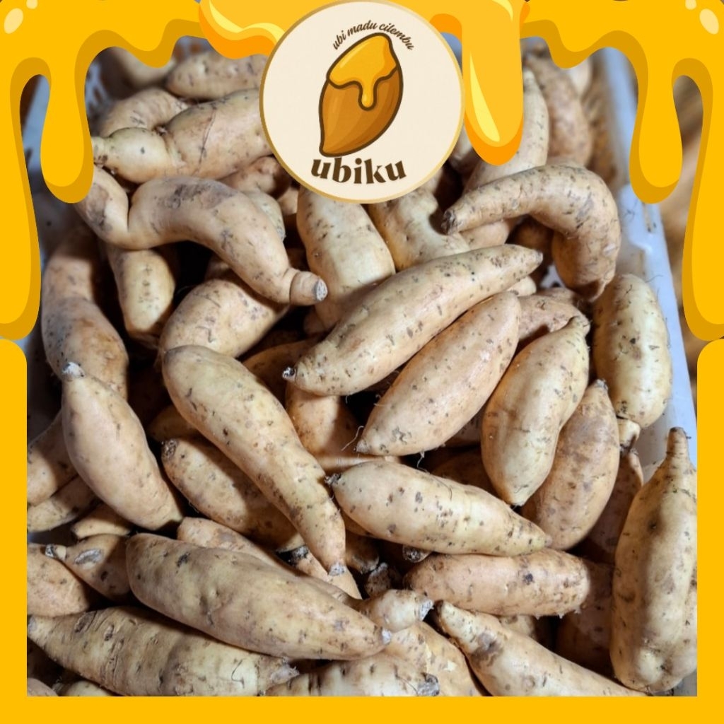 

UBI MADU ASLI CILEMBU UKURAN KECIL MENTAH 1 KG DI JAMIN LUMERR