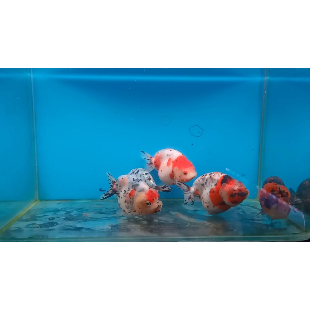 Ikan Koki Ranchu Lionchu Calico