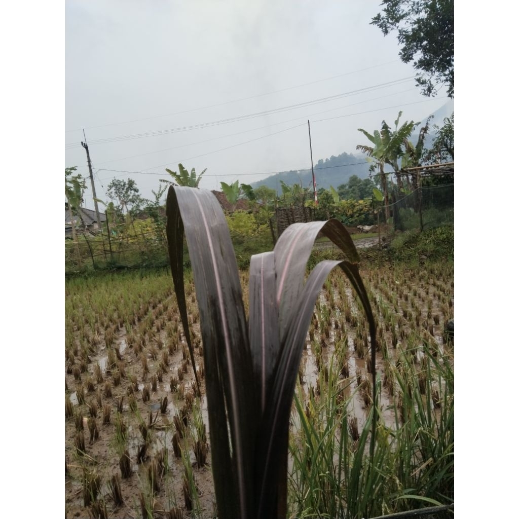 

daun tebu hitam/wulung segar satu iket isi 10 lembar