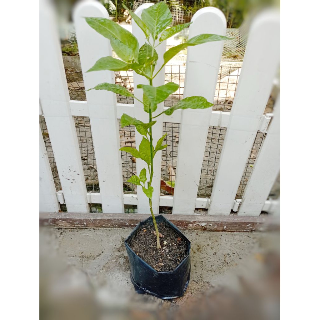 

Cabe rawit setan siap untuk berbuah