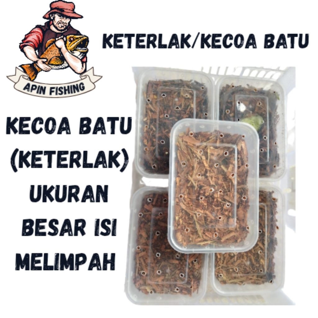 KECOA BATU/KETERLAK BIG SIZE UMPAN GALATAMA LELE/BAWAL/HARIAN ISI MELIMPAH