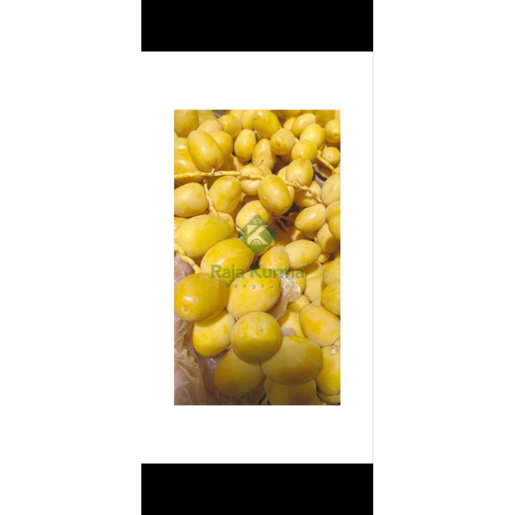 

Kurma Muda Segar | Fresh| Promil | Baca Deskripsi