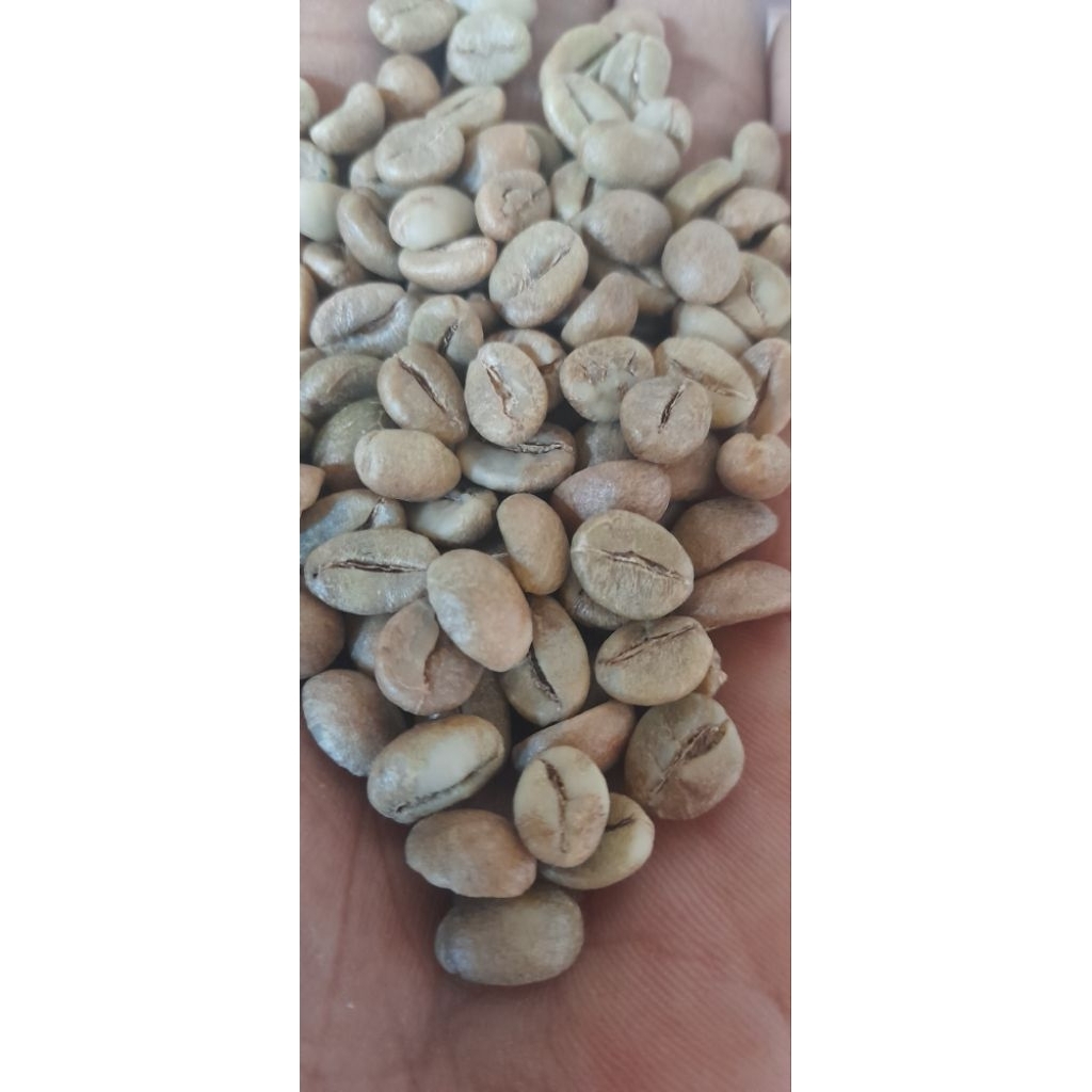 

Greenbean /biji kopi hijau , Robusta dan Arabika semua proses.