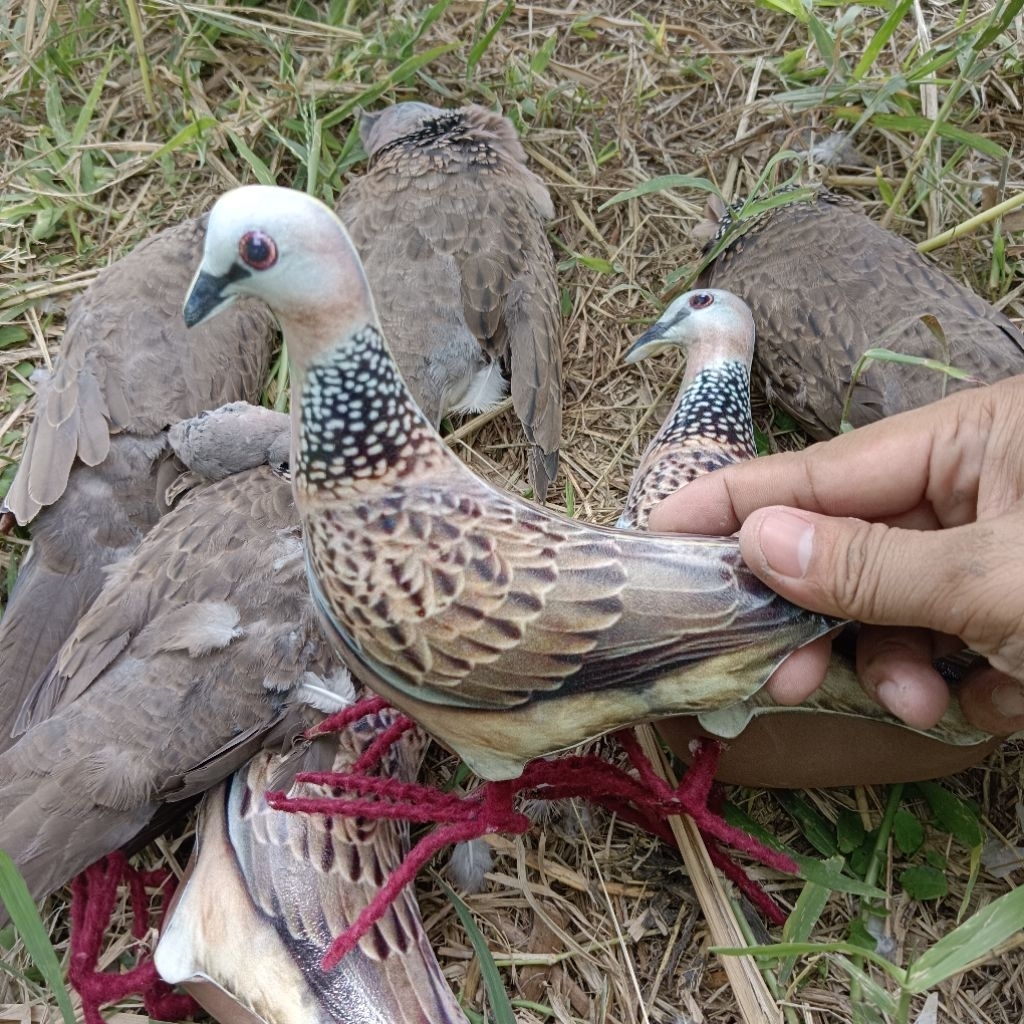 Boneka Burung derkuku Replika Burung Derkuku Bahan Plastik gambar printing tidak luntur