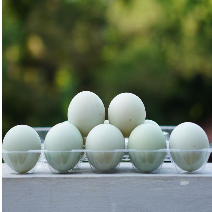 

Selera Nusantara Telur Bebek Asin Matang Serba Guna Olahan Tradisional Gurih Tahan Lama