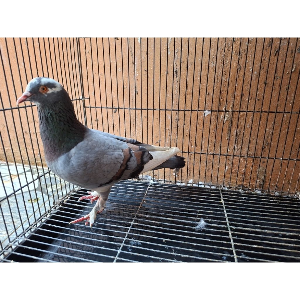 merpati jantan blantong megan