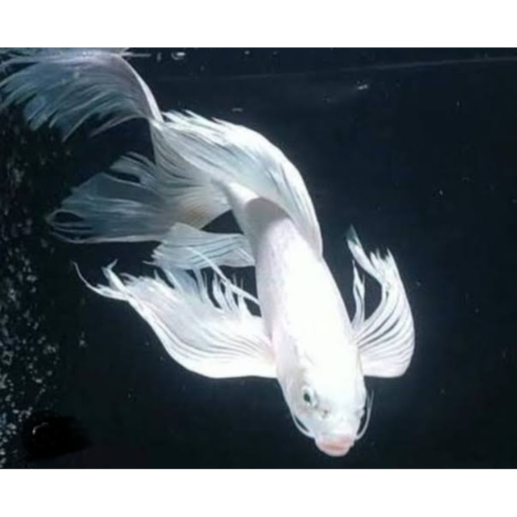 Platinum slayer koi kumpai size 30-32cm