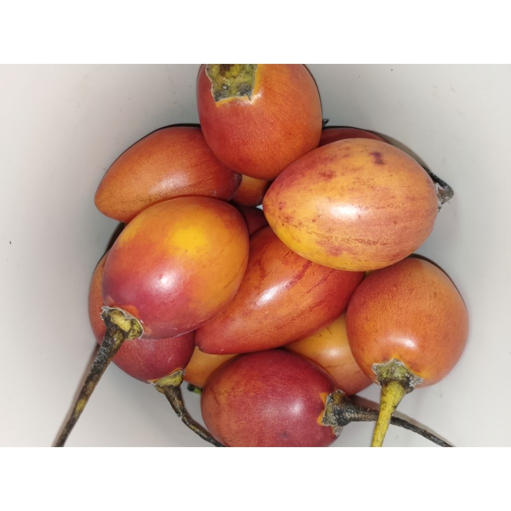 

Buah Kori Terong Belanda 250 gram Rasa Manis Asam