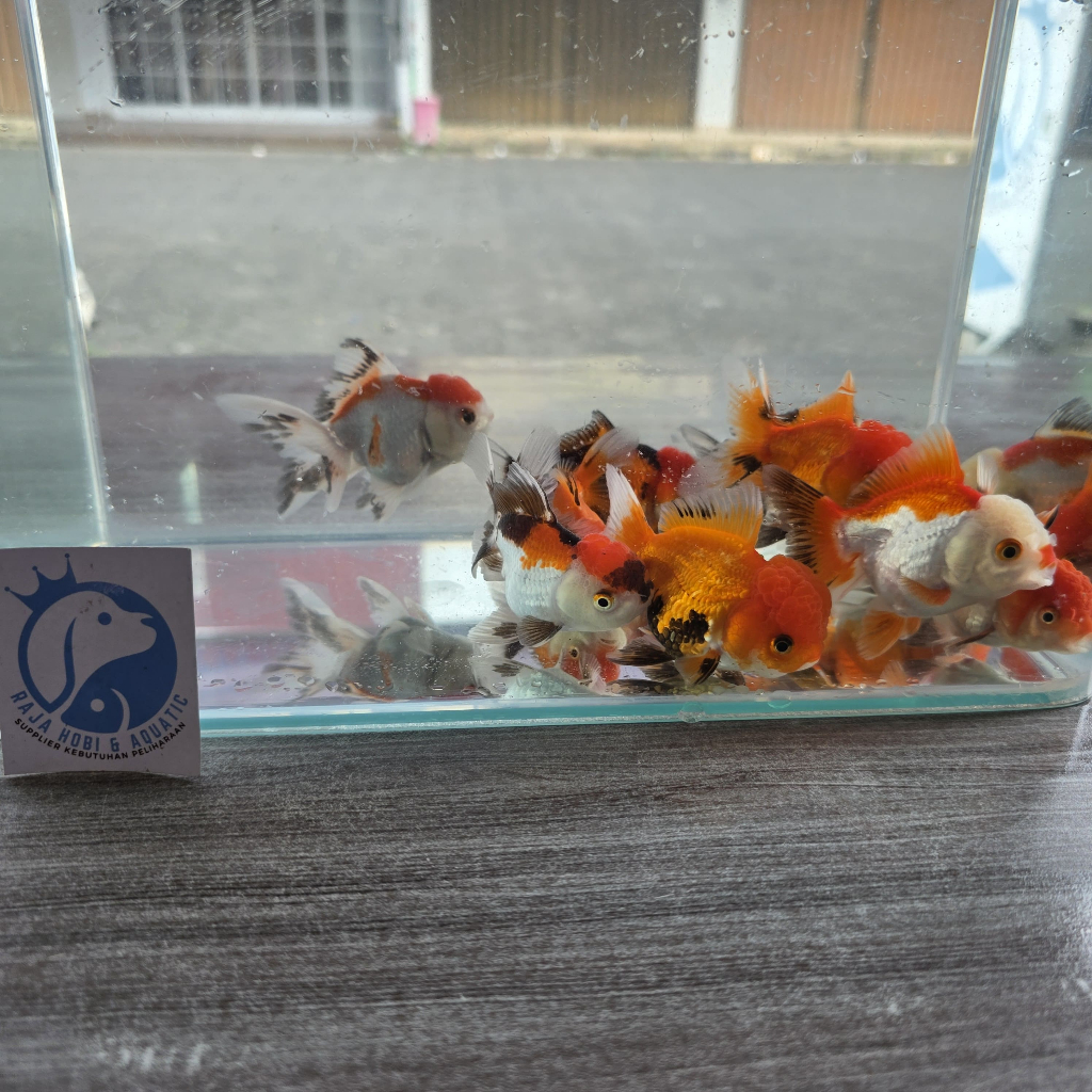 IKAN MAS KOKI RANCHU RANCU RYUKIN ORANDA JUMBO AQUASCAPE AKUARIUM AQUARIUM IKAN HIAS